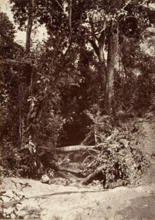 Tropical Scenery, The Brook El Bano, Chipigana, 1871.