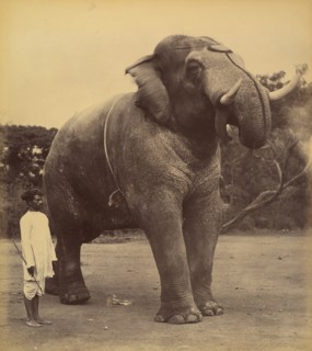 The Great Elephant, 1885-1900.