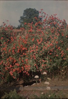 Cat and Sweetpeas, ca. 1907.