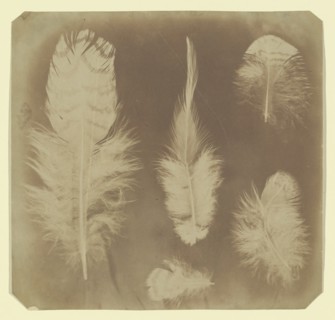 Chicken Feathers, ca. 1840.