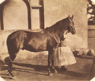 Sultan, mid-1850s.