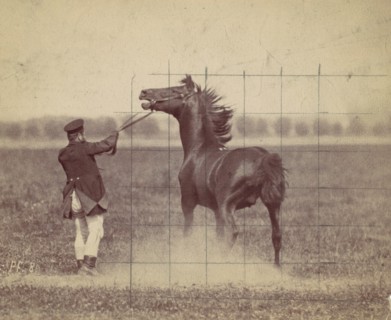 Horse, 1884.