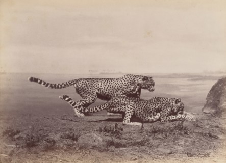 [Two Cheetahs], 1888.