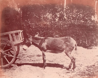 Ane attaché à une charette, 1850-53.