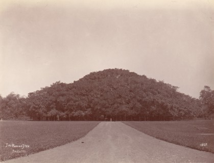 The Banyan Tree, Calcutta, 1860s-70s.