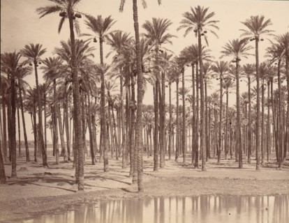 Temple de Cathers a Saqqarah, 1880s.