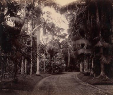 Palm Group, Bvitenzorg, Java, 1860s-70s.