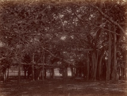 Interior View of Banyan Tree, Calcutta, 1860s-70s.