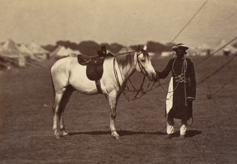 Lady Cannings Grey Arab, 1858-61.