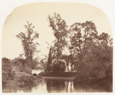 Casuarina Trees, Botanic Gardens, Calcutta, 1858-61.