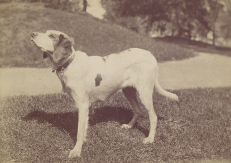 Dog, 1880s-90s.