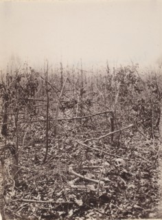 The Wilderness Battlefield, 1864.