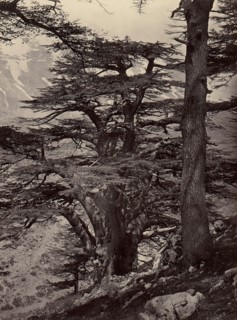 Cedars of Lebanon, 1870s.