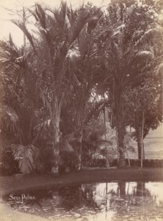 Sago Palms, 1860s-70s.