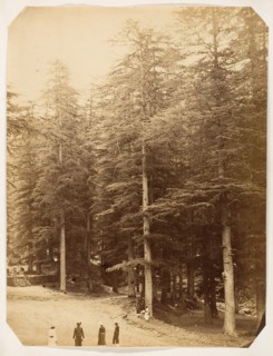 Deodars at Annandale, Simla, 1858-61.