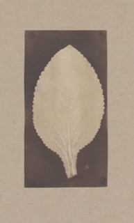 Leaf of the Foxglove, 1839.
