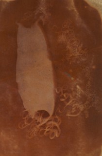 Shark Egg Case, 1840-45.