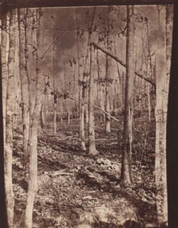 The Wilderness Battlefield, 1864.
