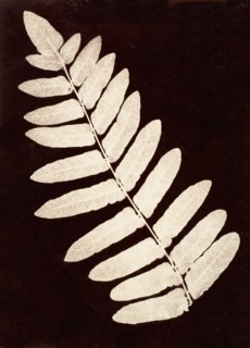 Botanical Specimen: Fern, 1855-60.