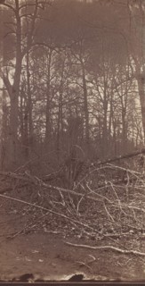 The Wilderness Battlefield, 1864.