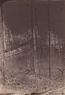 The Wilderness Battlefield, 1864.