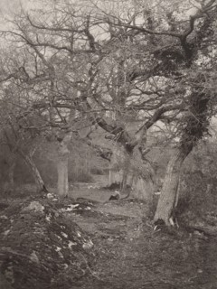 Forêt de Fontainebleau, 1870s.