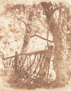Tree at Colinton, 1843-47.