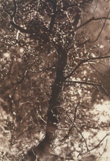 The Fairy Tree at Colinton, 1846.