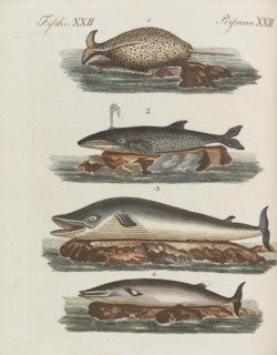 Children's Picture Book (Children's encyclopaedia) by Friedrich Johann Justin Bertuch, 1798-1830. Creator: Pupils of the Weimar Princely Free Drawing School.