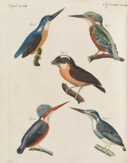 Children's Picture Book (Children's encyclopaedia) by Friedrich Johann Justin Bertuch, 1798-1830. Creator: Pupils of the Weimar Princely Free Drawing School.