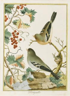 Fringuello (Finch). From Ornitologia dell'Europa Meridionale, 1772. Creator: Bernini, Clemente (active ca 1770).