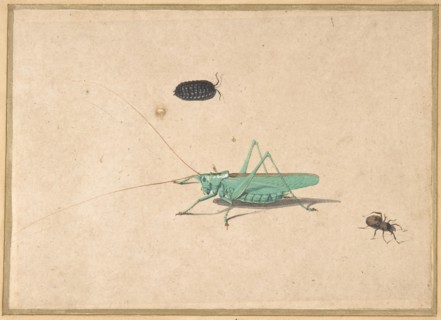 A Great Green Bush Cricket..., A Clioniona Spider, and a Beetle, 17th century (?). Creator: Anon.