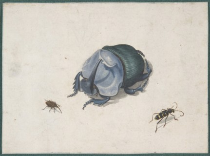 Studies of a Blue Beetle and Insects, 17th century (?). Creator: Anon.