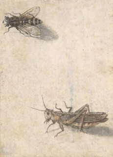 A Grasshopper and a Bee, 17th century (?). Creator: Anon.