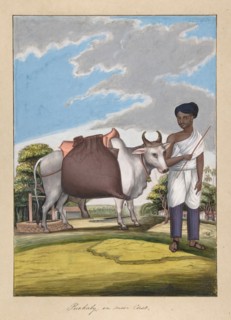 Puckaly in Moor Cast, from Indian Trades and Castes, ca. 1840. Creator: Anon.