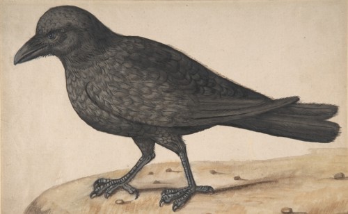 A Crow. Creator: Anon.