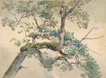 Tree Branches, 1852-1908. Creator: Charles Reginald Aston.