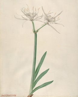 Pancratium, 1738-70. Creator: Georg Dionysius Ehret.