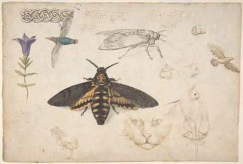 Studies of a Gentian, Moth, Birds, Cats, Interlacing Motif, and Greek Frets (recto)..., 1530-40. Creator: Giorgio di Giovanni.