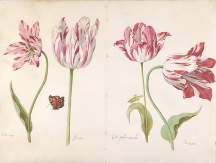 Four Tulips: Boter man (Butter Man), Joncker (Nobleman), Grote geplumaceerde..., ca. 1635-45. Creator: Jacob Marrel.