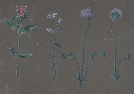 Study of Three Flowers, 1781. Creator: Johann Christian August Birnbaum.