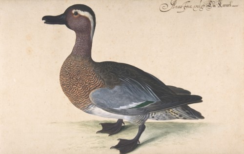A Male Teal, 1604-80. Creator: Johann Jakob Walther.