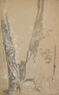 Study of Overgrown Trees; verso: Study of a Cypress and Two Overgrown Trees, . Creator: Joseph Werner.