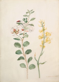 Study of Capers, Gorse, and a Beetle, 1693. Creator: Sybilla Merian.