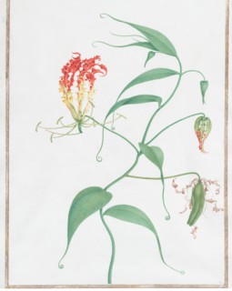 Gloriosa Superba (Climbing Lily), ca. 1660. Creator: Nicolas Robert.
