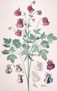 A Columbine or Granny's Bonnet..., with Additional Studies of Flowers, mid-17th-late 17th century. Creator: Pieter Holsteyn the Younger.