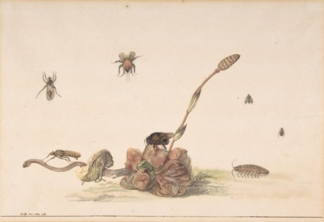 Various Insects by a Fungus, 1681. Creator: Rochus van Veen.