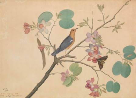 An Orange-Headed Ground Thrush and a Death's-Head Moth on a Purple Ebony..., dated 1778. Creator: Shaikh Zain al-Din.