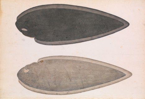 Two Sides of a Bengal River Fish, ca. 1804. Creator: Unknown.
