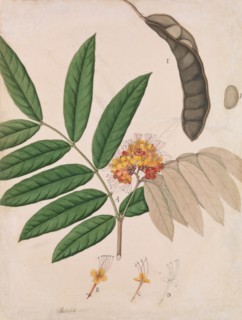 Ashoka Tree Flower, Leaves, Pod, and Seed, first half 19th century. Creator: Unknown.